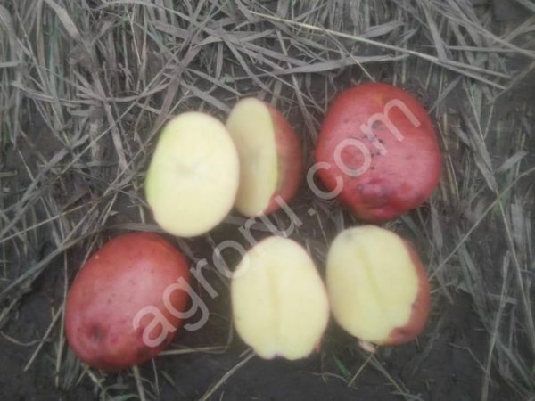 картофель оптом