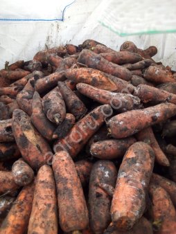 Морковь некондиция