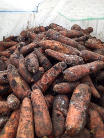 Морковь некондиция