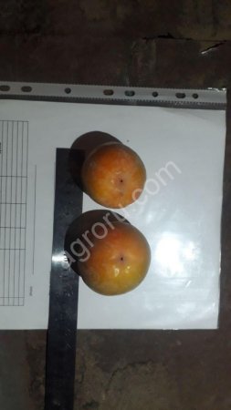 Хурма Шоколадная