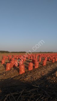 Овощи свежие