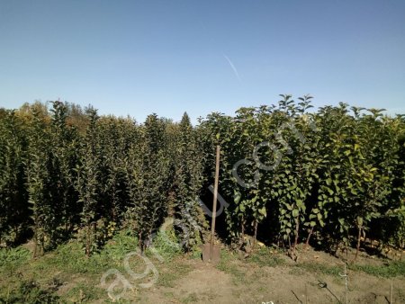 саженцы яблони