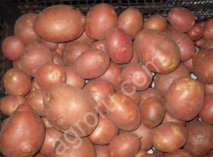 Картофель оптом урожай