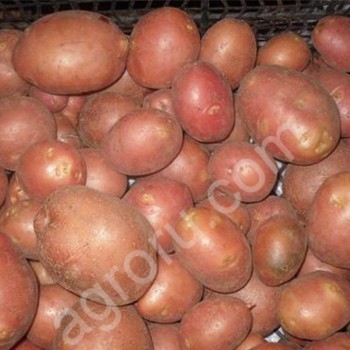 <span>картофель</span> оптом урожай