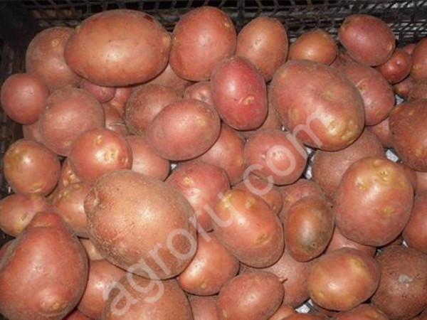Картофель оптом урожай 2019