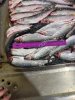 Сельдь тихоокеанская НР 200+