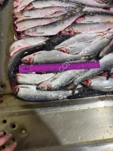 Сельдь тихоокеанская НР 200+