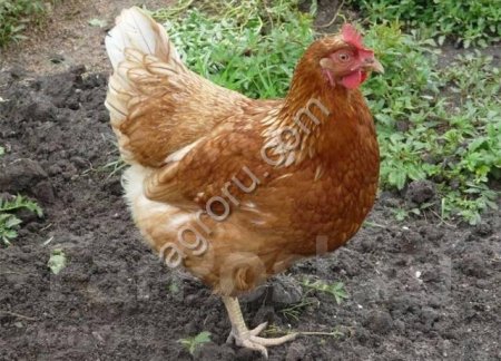 Куры несушки Ломан Вайт (350 дней)