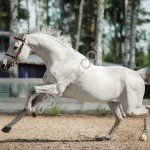 Искусственное осеменение кобыл