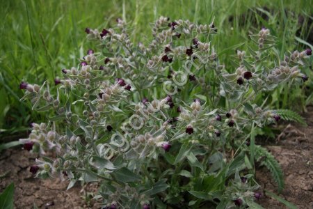 Кроверазжижающий и жирорассасывающий сбор сырья лекарственных растений