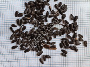 Посевной материал кондитерского подсолнечника