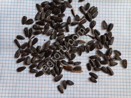 Посевной материал кондитерского подсолнечника