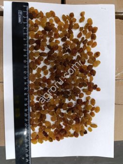 Оптовые поставки изюма Малаяр в Воронеже