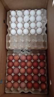 Яйцо куриное всех категорий ( СО, С1,С2, С3)