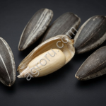 Оптовые поставки ядра подсолнечника