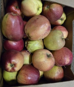 Яблоко Лигол 2с