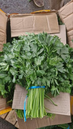 Укроп, петрушка, кинза.