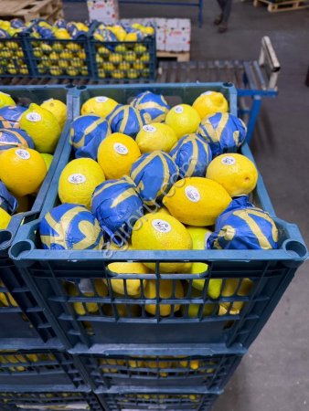 Лимон сорт Эврика Египет