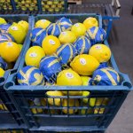 Лимон сорт Эврика Египет