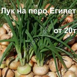 Египетский лук на зелень