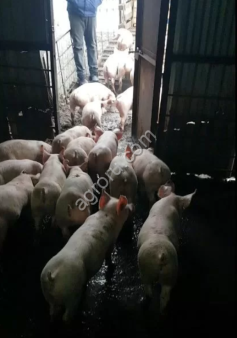 Поросята 8-60кг. Свиньи 80-300кг (комплекс)