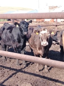 Телки и нетели