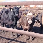 Телки и нетели