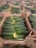 Огурец тепличный колючий короткоплодный Валигора