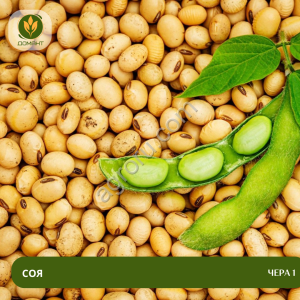 Семена сои Чера 1