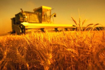 На мировом рынке зерна в ближайшее время не предвидится значительных ценовых колебаний