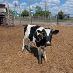 Бычки Черно-пестрые голштинизированные