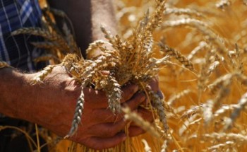 К началу ноября в России получено 105,8 млн. тонн зерна урожая-2015