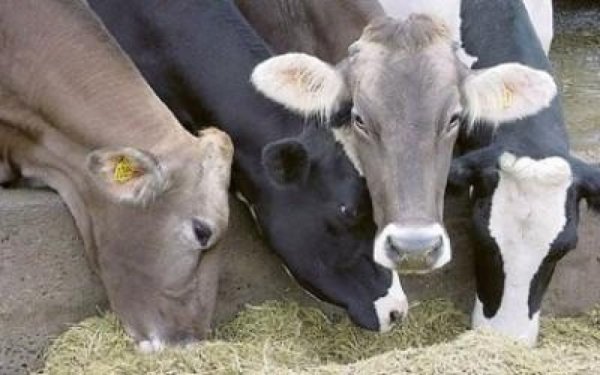 В войне санкций Прибалтика платит за весь Евросоюз