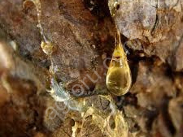 Смолка, Сера жевательная