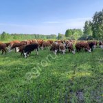 Герефорды; бычки, тёлки, нетели