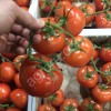 Помидоры оптом от производителя