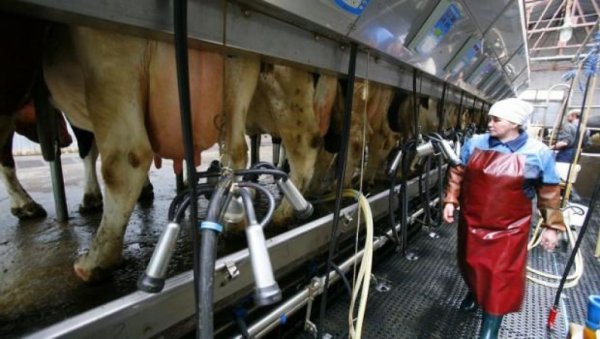 В регионе отмечается рост производства мяса и молока