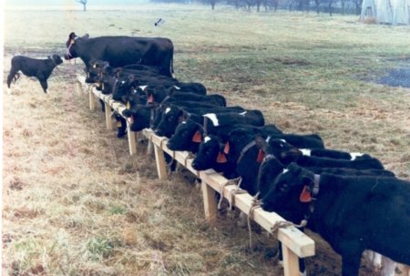 Иностранок проверили