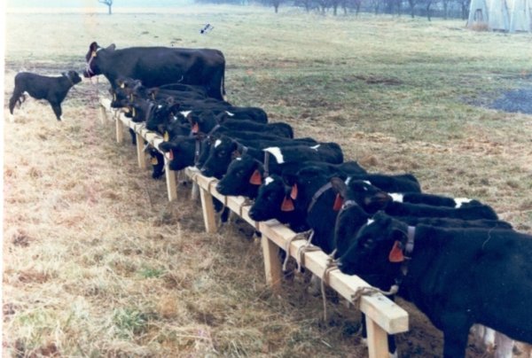 Иностранок проверили