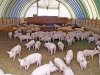 Белгородская область находится под угрозой заражения африканской чумой свиней