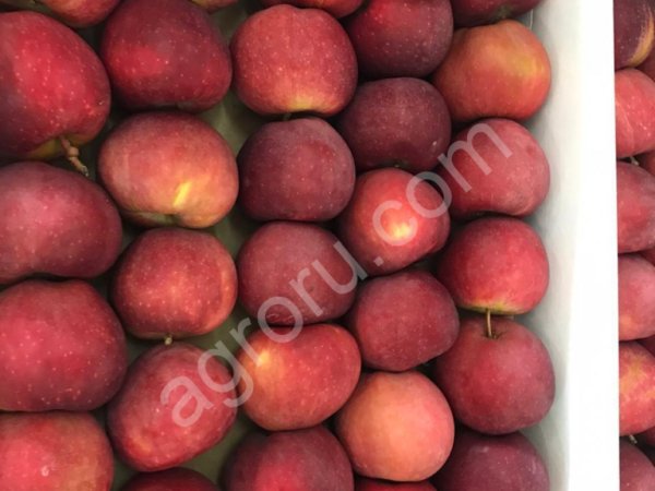 Осенние яблоки сортов Чемпион, Голден , Фуджи, Жеромин, Айдаред