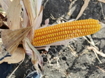 Семена гибрида кукурузы АМИГО (ФАО 200)