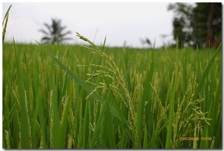 На калининградский АПК выделили 266,9 млн руб