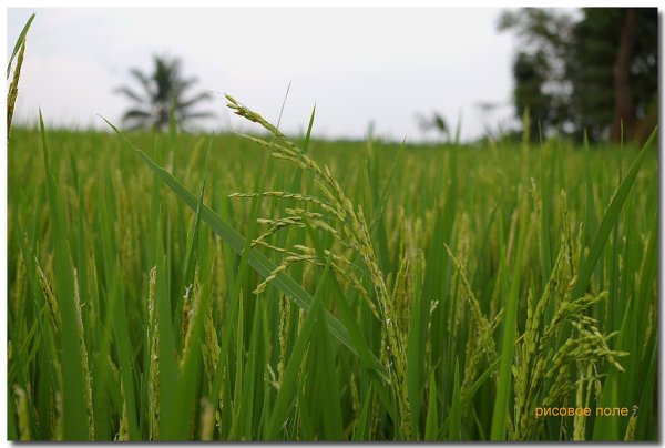 На калининградский АПК выделили 266,9 млн руб