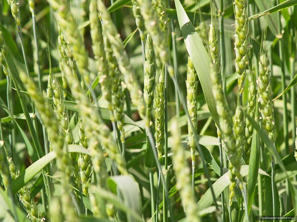 Воронежская область: итоги уборочной кампании 2009 года