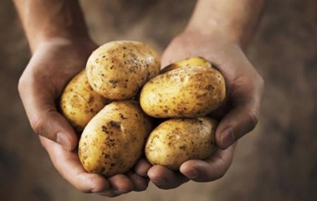 Картошка как неродная, - Краткий обзор рынка овощей