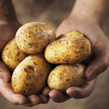 Картошка как неродная, - Краткий обзор рынка овощей