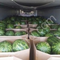 Арбузы и дыни оптом от 20 тонн.