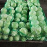 КАПУСТА на паллетах сетевого качества