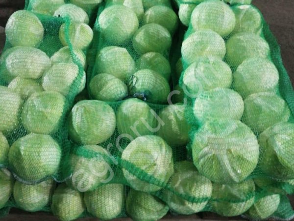 КАПУСТА на паллетах сетевого качества